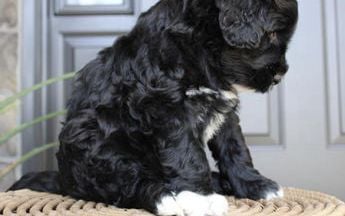 Bear genetic test