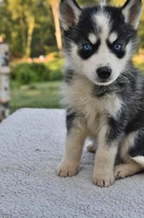 Benji