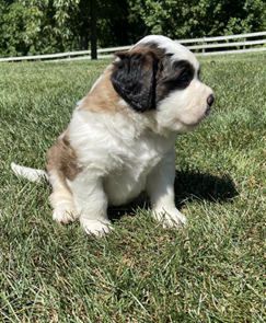 Big Leo