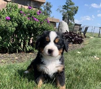Brutus