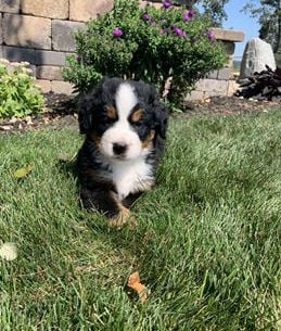 Brutus