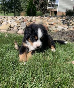 Brutus