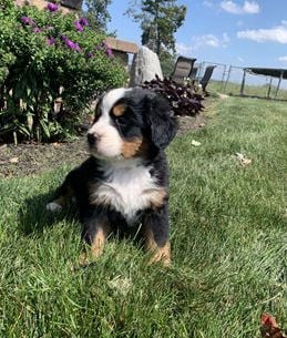 Brutus