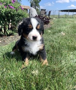 Brutus