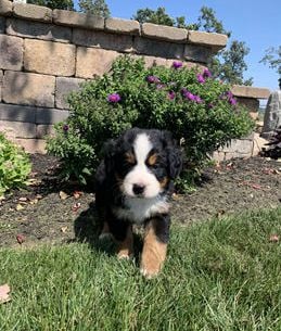 Brutus