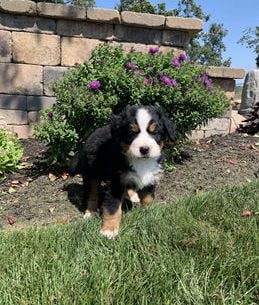 Brutus