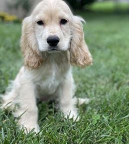 Chester