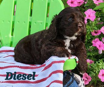 Diesel