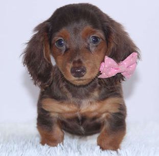 Fudge