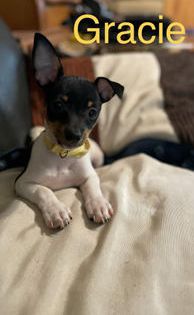 Gracie