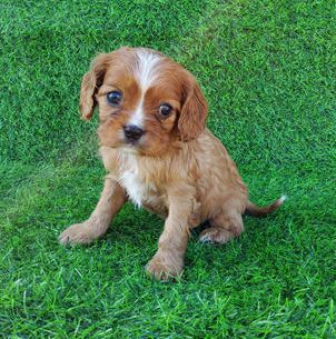 Heidi