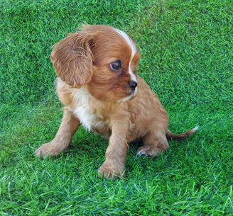 Heidi