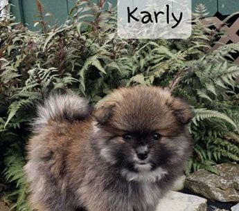 Karly