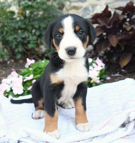 Kimber