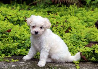 Macie