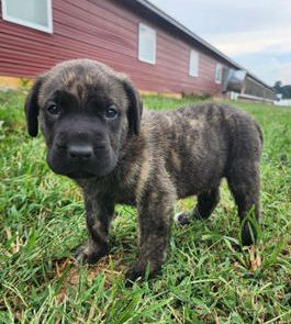 Maverick