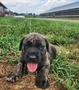 Maverick