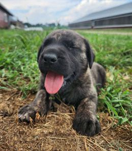 Maverick