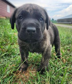 Maverick