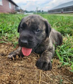 Maverick
