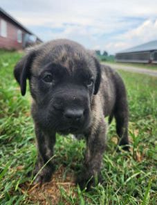 Maverick