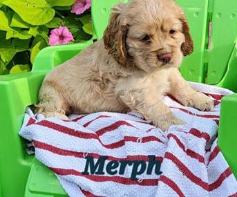 Merph