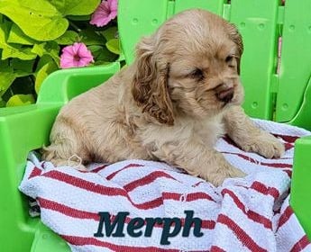 Merph