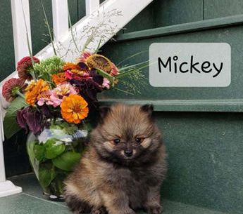 Mickey