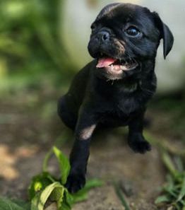 Mocha