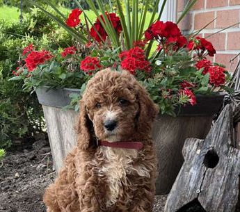Murphy