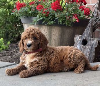 Murphy