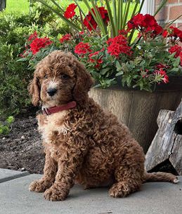 Murphy