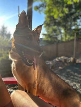 Nala