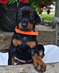 Ollie