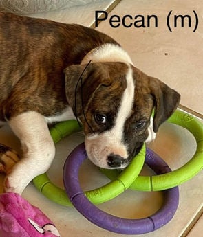Pecan (Beulah's IntoTheWoods Litter)