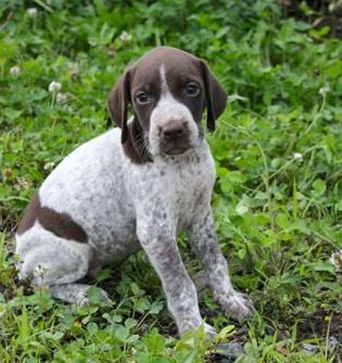 Pepper