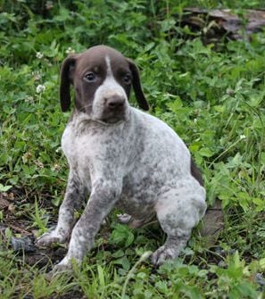 Pepper