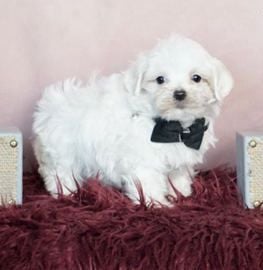 Pixel