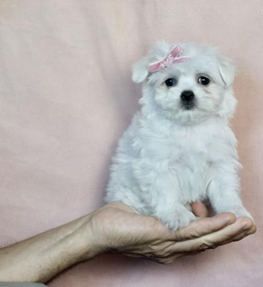 Pretty Girl