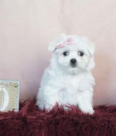 Pretty Girl