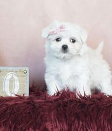 Pretty Girl
