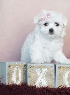 Pretty Girl