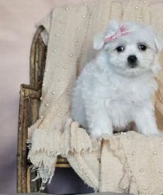 Pretty Girl