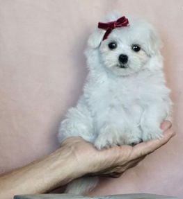 Prissy