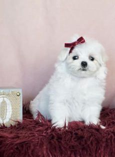 Prissy