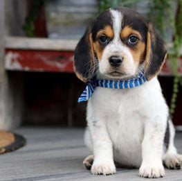 Rocco