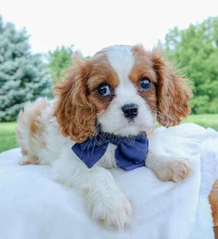 Romeo