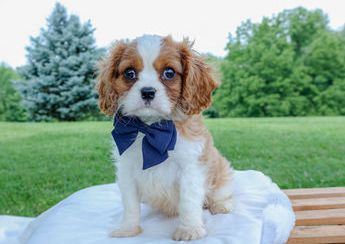 Romeo