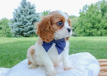 Romeo