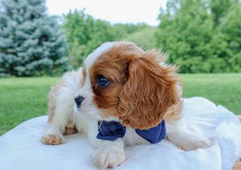 Romeo